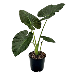 240mm Elephant Ear Regal Shield - Alocasia