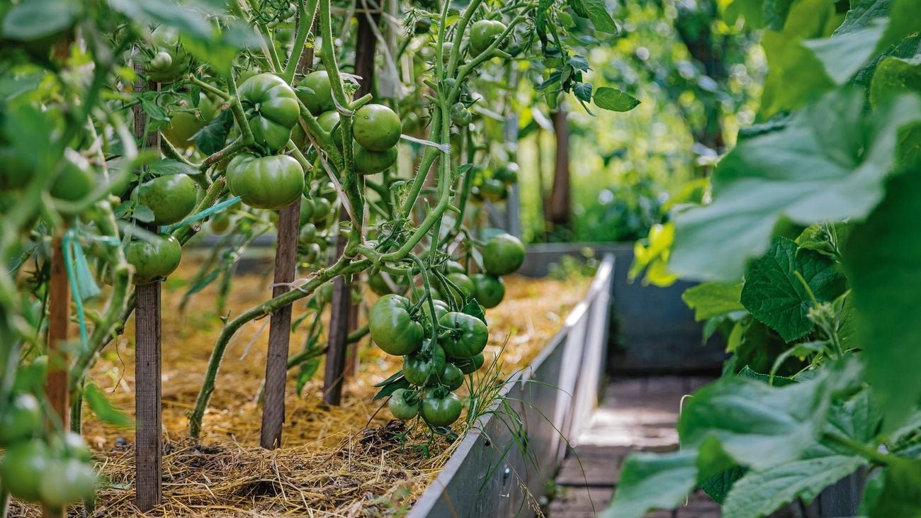 Tomatoes growing in a vine