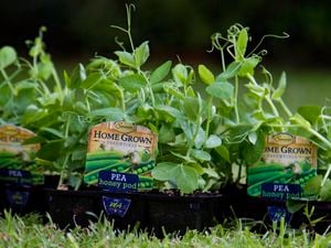 Punnets of honey pod peas