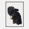 Galrie Stunning Black Cockatoo Art Print - Detailed Vintage Ornithological Illustration, Black Frame, A4 21 x 30cm (8 x 12inch)