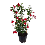 10L Mandevilla Aloha