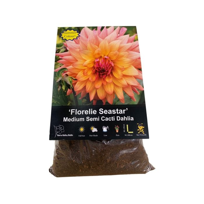 Yarra Valley Bulbs Dahlia Florelie Sea Star - 1 Pack