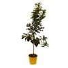 250mm Lemon Eureka