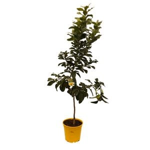 250mm Lemon Eureka