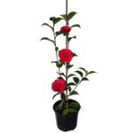 2L Camellia 'Roger Hall' - Camellia japonica