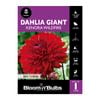 Bloomin Bulbs Dahlia Giant Kenora Wildfire - 1 Pack