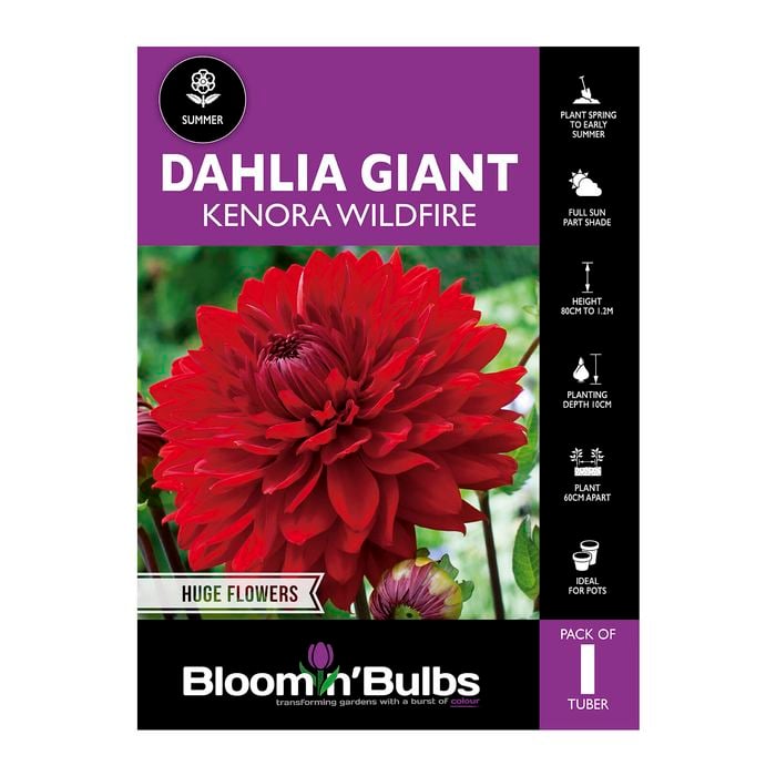 Bloomin Bulbs Dahlia Giant Kenora Wildfire - 1 Pack