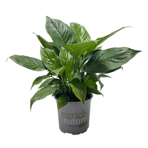 150mm Peace Lily Domino - Spathiphyllum wallisii