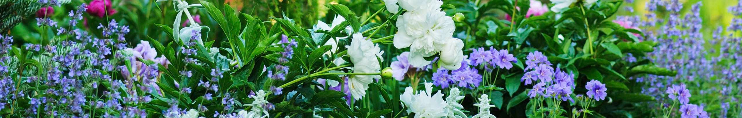 A flowering spring garden