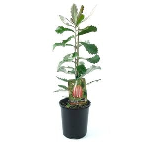 150mm Scarlet Banksia - Banksia coccinea