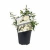 170mm White Cover Rose - Rosa