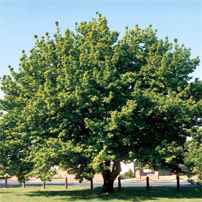 Bagged English Oak - Quercus robur
