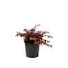 200mm Loropetalum China Pink