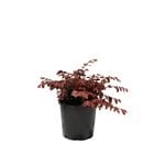 200mm Loropetalum China Pink