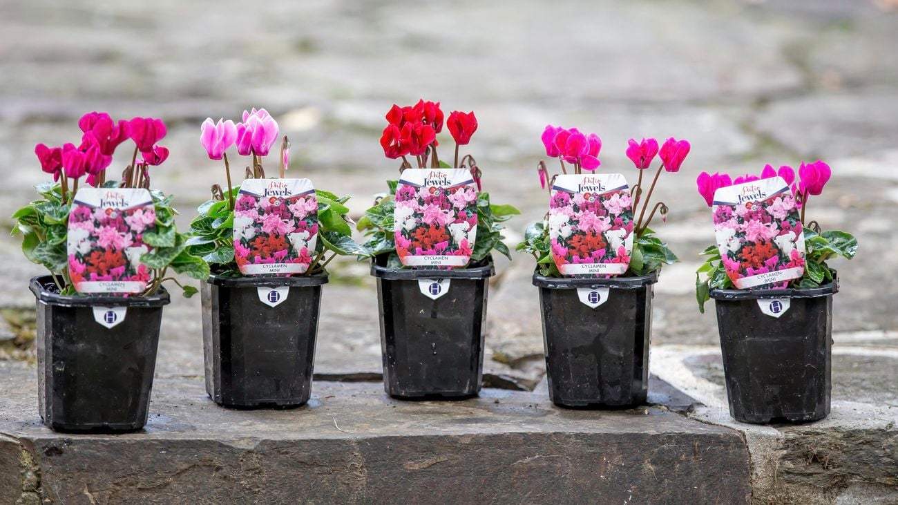 Young potted cyclamens