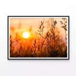 Close Up View of Sunrise Field  Print 100% Australian Made 120x90cm  (Poster)
