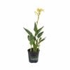 170mm Dwarf Canna - Canna