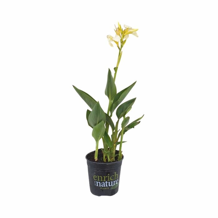 170mm Dwarf Canna - Canna