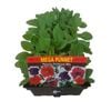 Petunia Petticoat Mix Punnet - Petunia x hybrida