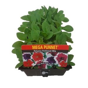 Petunia Petticoat Mix Punnet - Petunia x hybrida