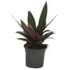 120mm Dwarf Boat Lily or Moses-in-a Cradle  - Rhoeo spathacea Dwarf