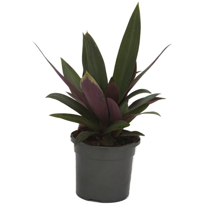 120mm Dwarf Boat Lily or Moses-in-a Cradle  - Rhoeo spathacea Dwarf