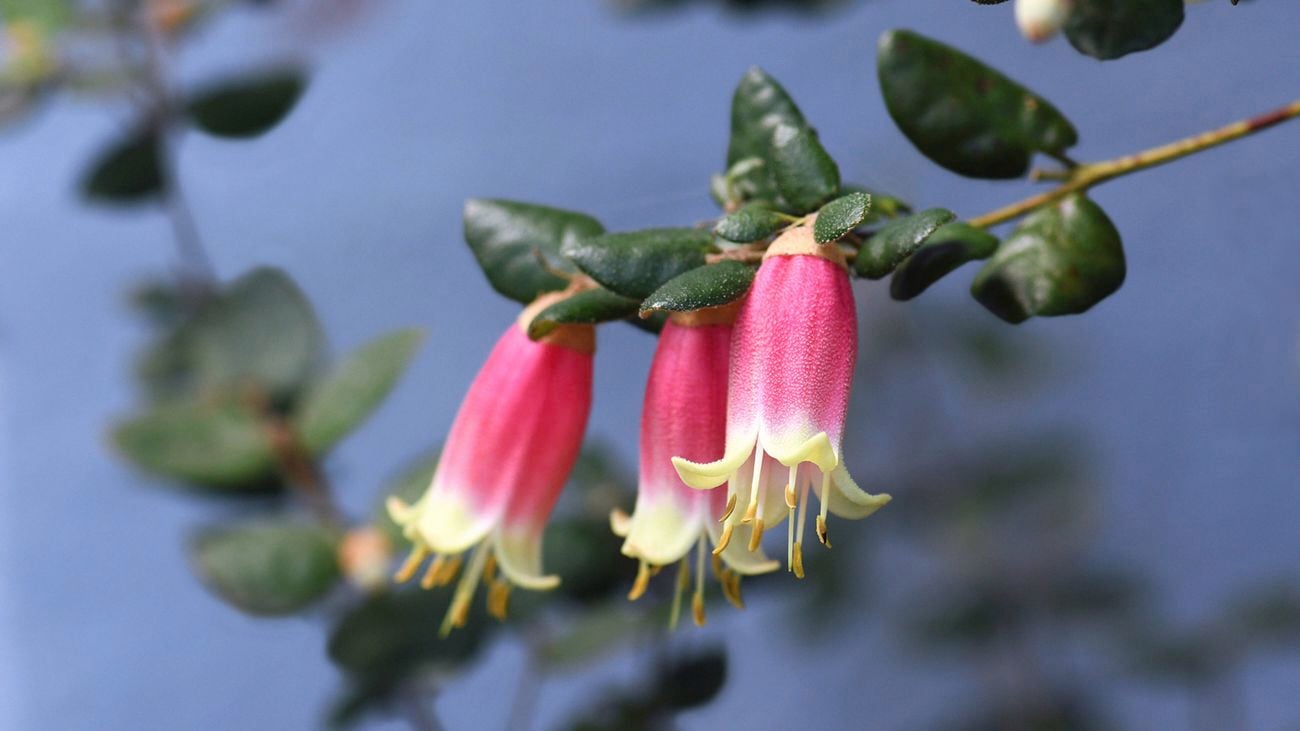Close up of a native fuchsia with pink tubular flowers and green leaves