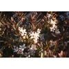140mm Creeping Boobialla Purpurea - Myoporum parvifolium Purpurea