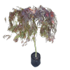 Bagged Japanese Maple - Acer dissectum Standard Upright PB18