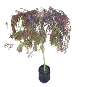 Bagged Japanese Maple - Acer dissectum Standard Upright PB18