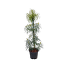 10L Fern Pine - Podocarpus gracilior
