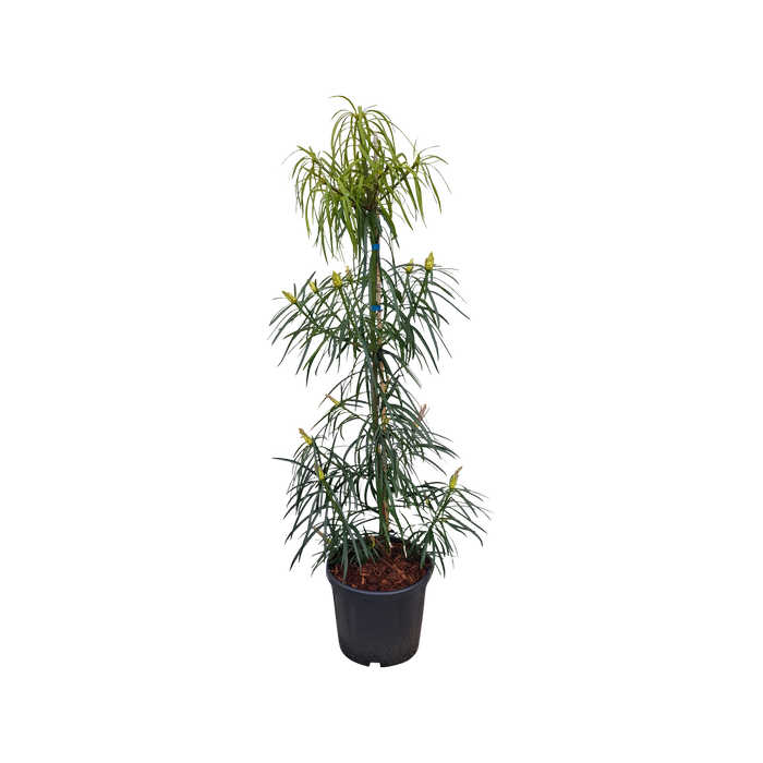 10L Fern Pine - Podocarpus gracilior