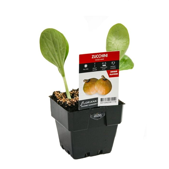 100mm Zucchini Gold Max - Curcubita pepo