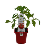 100mm Tomato Grosse Lisse - Lycopersicum