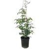 150 Pandorea Pink Bowler Vine - Pandorea Jasminoides Rosea