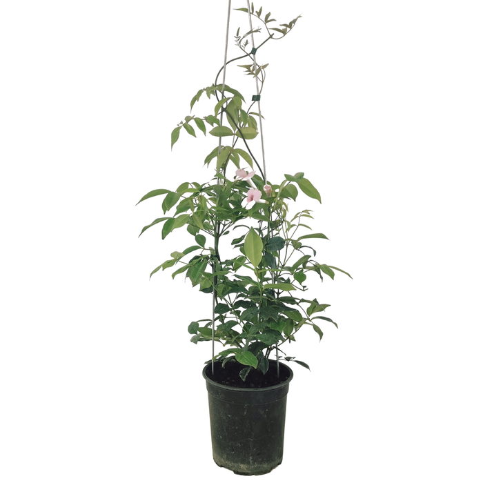 150 Pandorea Pink Bowler Vine - Pandorea Jasminoides Rosea