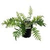 2.5L Palm-Leaf Fern - Blechnum novae Zealandiae