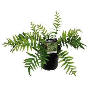 2.5L Palm-Leaf Fern - Blechnum novae Zealandiae