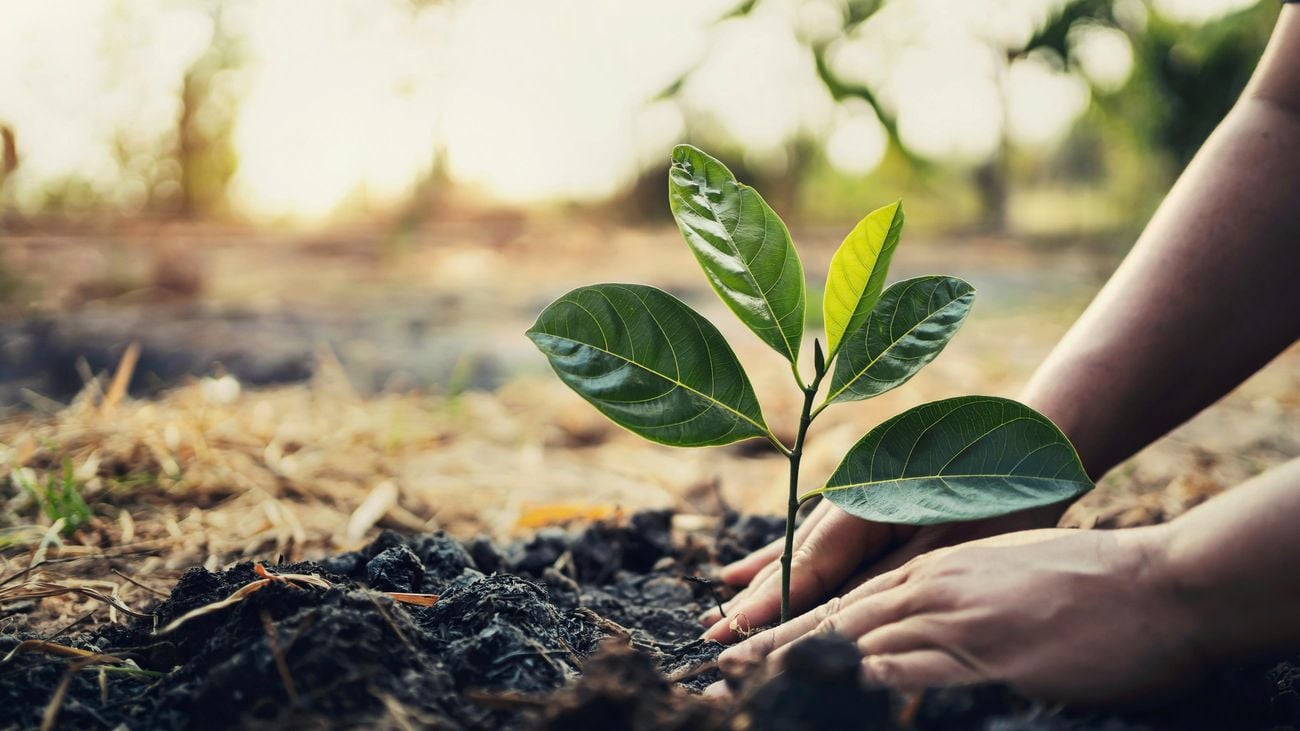 Close up of a tree being planted
