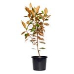 270mm Magnolia Little Gem - Magnolia grandiflora