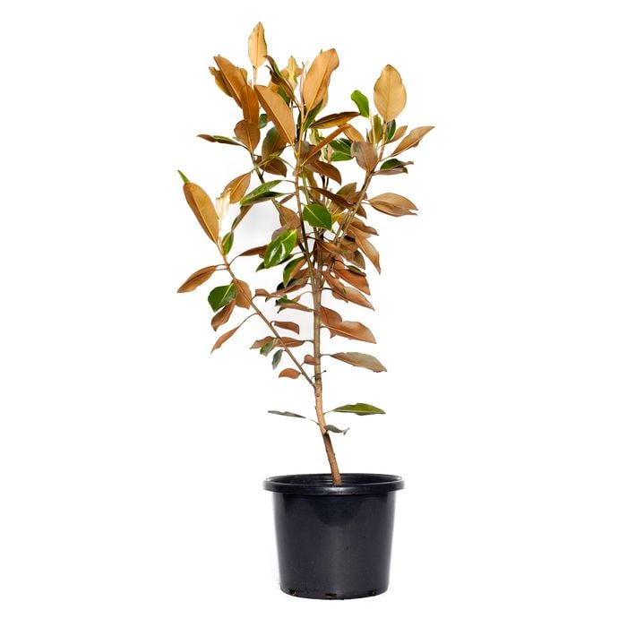 270mm Magnolia Little Gem - Magnolia grandiflora