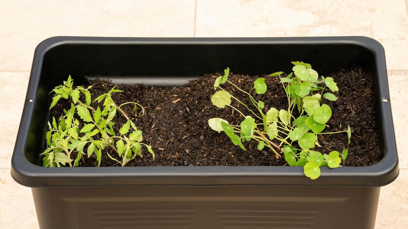 A black rectangular planter box with tomato-like plants on the left and round-leaved plants on the right, separated by bare soil in the middle.