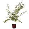 250mm Flowering Cherry Plum - Prunus elvins