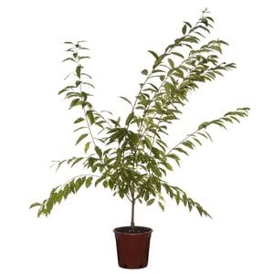 250mm Flowering Cherry Plum - Prunus elvins