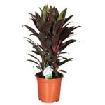300mm Cordyline Rubra - Cordyline fruticosa