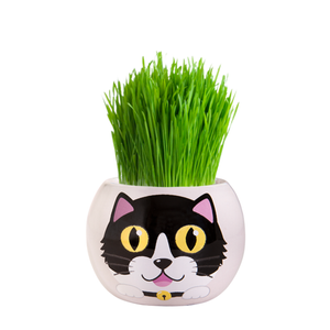 Mr Fothergill's Checkers Kitten Grass Hair Kit