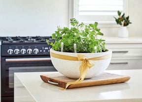 A variety of herbs are planted in a white semi-circular plant pot with a gold ribbon wrapped around it.