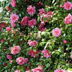 Pink sasanqua camellias flowering in autumn in a home garden