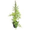 4L Golden Totara - Podocarpus totara Aurea