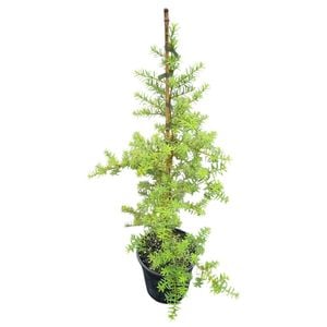 4L Golden Totara - Podocarpus totara Aurea